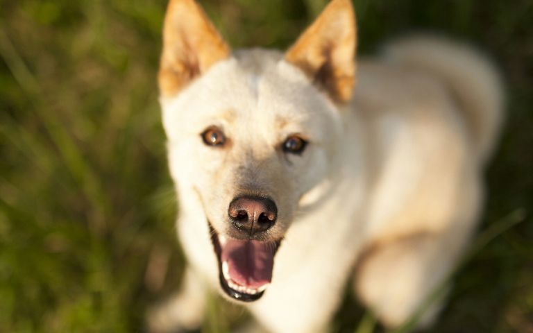 "잘 생겼네요, 한 번 만져봐도 될까요" 진돗개에 다가갔다 물려 전치 2주 기사 관련이미지