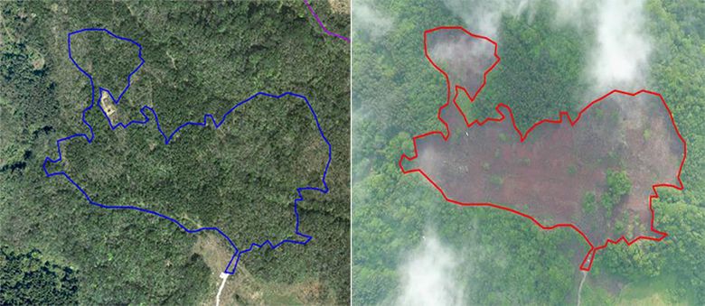 1만 그루 밀었다…세계자연유산 '제주 허파' 구멍 낸 이유는 단 하나 '돈' 기사 관련이미지
