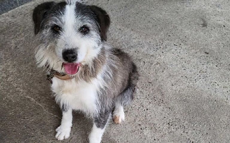 뇌졸중 주인 살린 '동네 마스코트' 강아지…잔혹한 학대 당한 뒤 숨져 기사 관련이미지