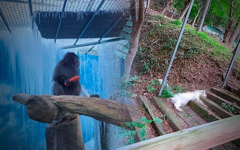 "죽은 낙타, 토막 내 맹수 먹이로 주라"고 지시한 동물원 운영자 '집행유예' 기사 관련이미지