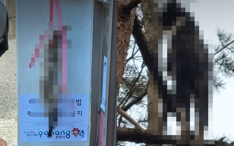 보란 듯이 사체 걸어놓은 포항 길고양이 연쇄살해범… '징역 2년 6개월' 실형 나왔다 기사 관련이미지