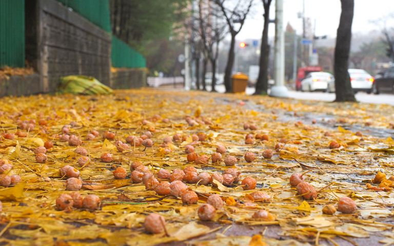 갑자기 말라 죽은 40년생 은행나무…범인은 '냄새'가 싫었던 청소부 기사 관련이미지