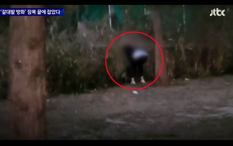 갈대밭에서 허리 숙이고 불붙이던 60대 여성의 손엔 식용유가… 기사 관련이미지