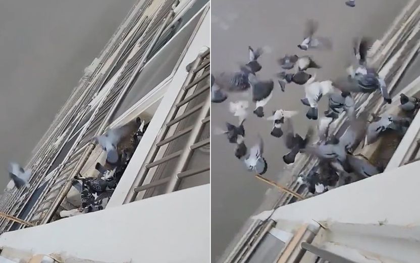 내 집에서 비둘기 밥 주는 데 뭔 상관? 정말 상관없는지 알아봤다 기사 관련이미지