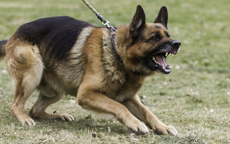 입마개 안 한 셰퍼드 공격에 전치 12주⋯견주는 "옷 잠깐 물었다가 놨다" 기사 관련이미지