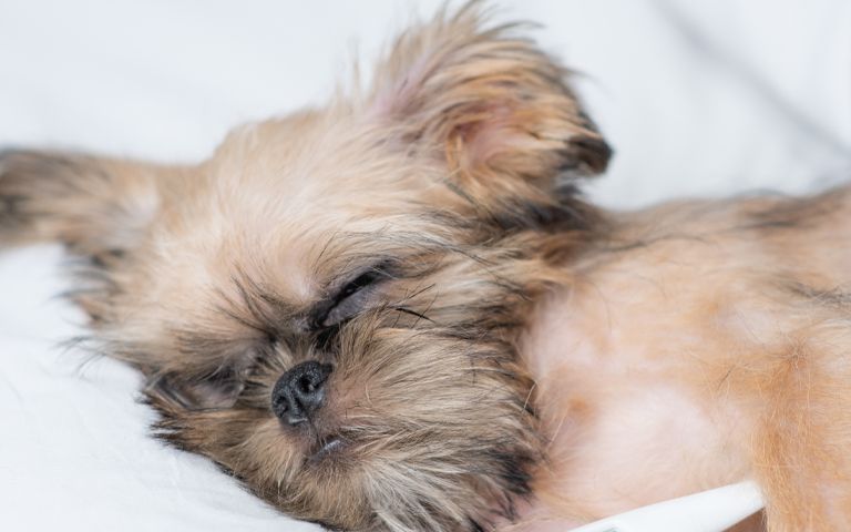 "새끼 유기견 8마리 왜 발로 차고 던졌냐고요? 그러고 싶었으니깐요" 기사 관련이미지