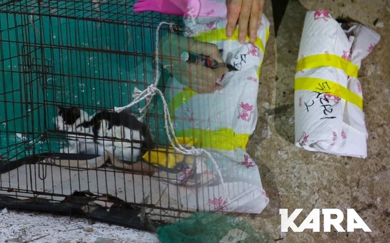 신고자 협박도 했던 포항 폐양식장 고양이 학대범, 집행유예로 풀려났다 기사 관련이미지