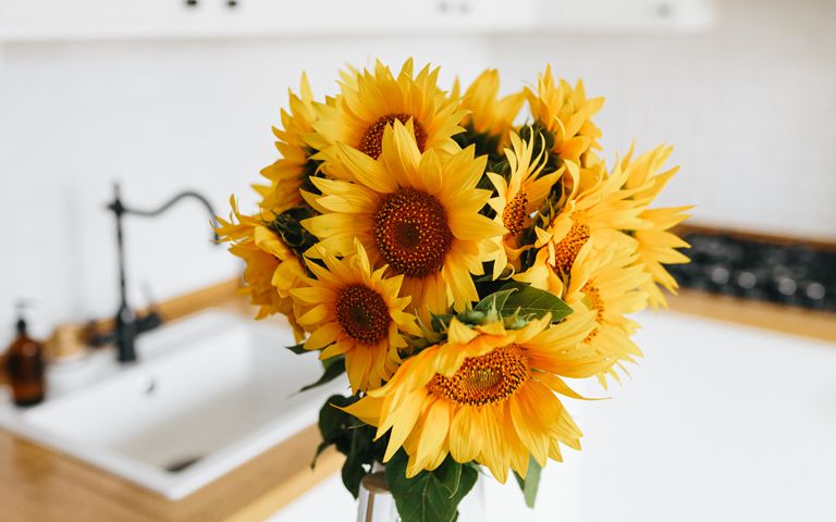 꽃집 변기 옆에 놓인 해바라기 화분, 장식 아닌 범죄 도구였다 기사 관련이미지