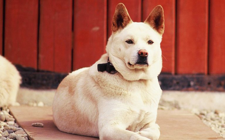 묶여 있는 풍산개가 짖은 게 위협? 프라이팬 무차별 휘두른 의사 기사 관련이미지