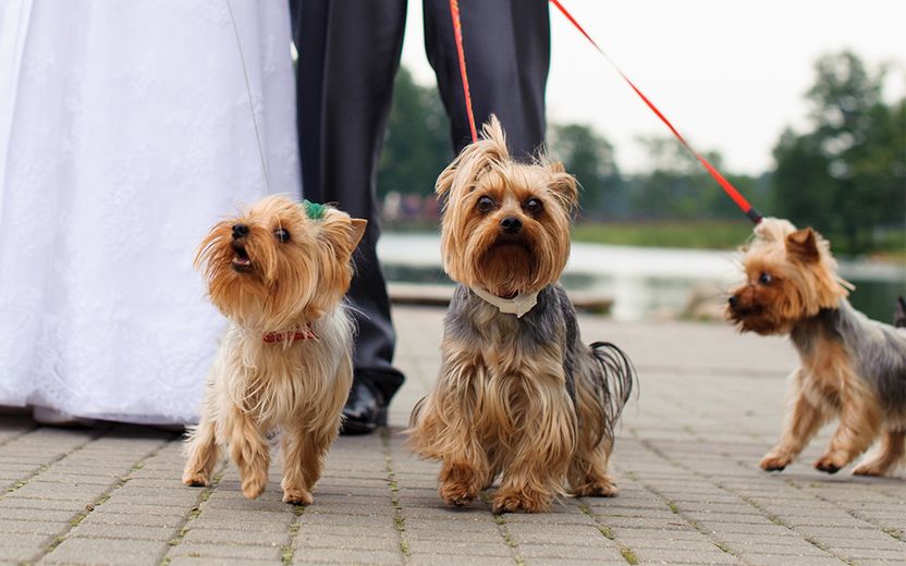 이혼소송 중 아내가 반려견 3마리 모두 데려가…1마리라도 제가 키우고 싶습니다 기사 관련이미지
