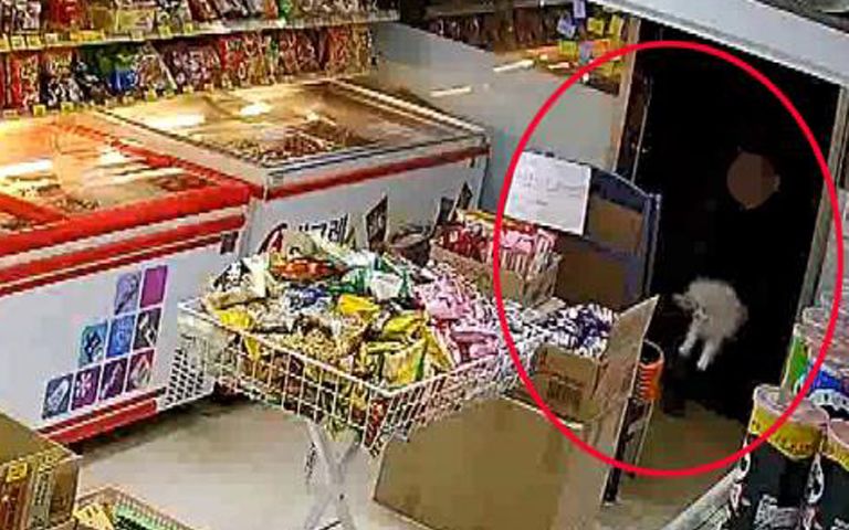 아이스크림 무인점포에 '툭'…유기된 강아지 크림이, 새 주인 찾는다 기사 관련이미지