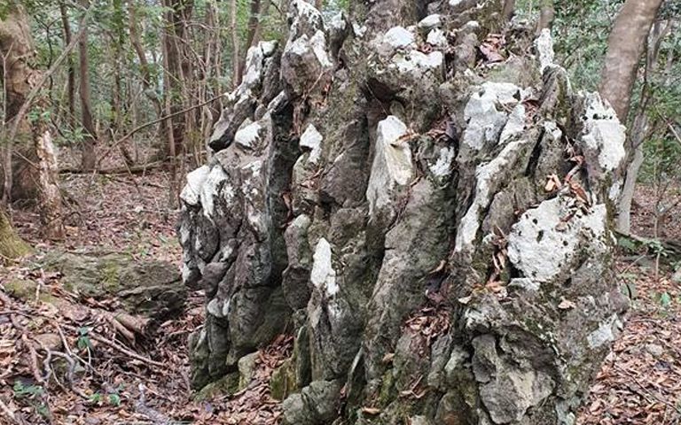 제주 국유림에서 굴착기 동원해 대형 화산석 훔쳐 판 10명, 재판에 넘겨져 기사 관련이미지