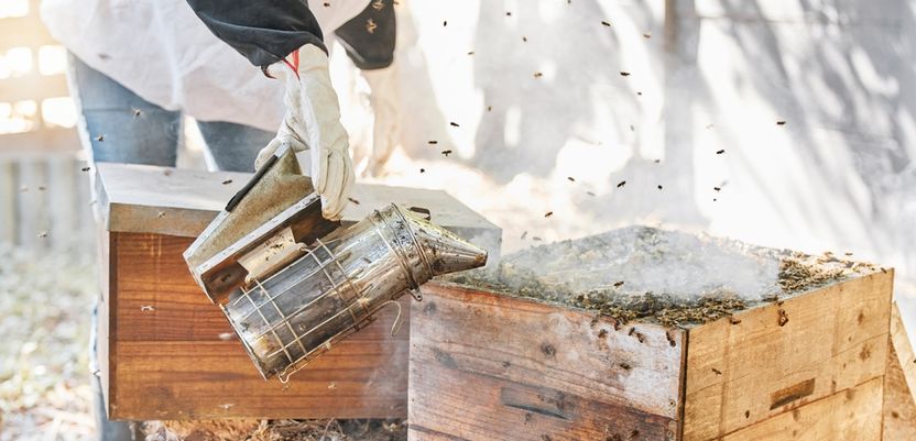 인터넷으로 매입한 꿀벌이 질병에 걸려 폐사 중이었는데, 대처 방법 좀…. 기사 관련이미지