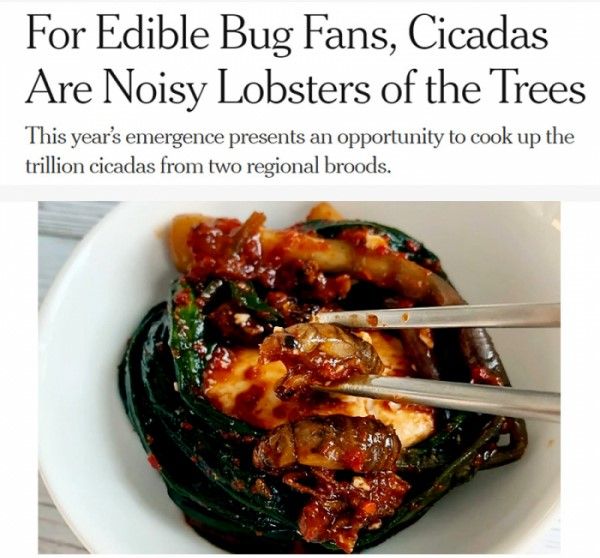 “매미는 시끄러운 랍스터”…1조 마리 매미 떼 출몰 미국의 셰프들 ‘매미 요리’ 내놔 기사 관련이미지