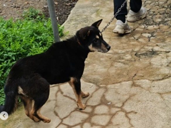 “몸 안 좋아 보신탕 해 먹으려고 했다”…키우던 개 도축한 60대 입건 기사 관련이미지