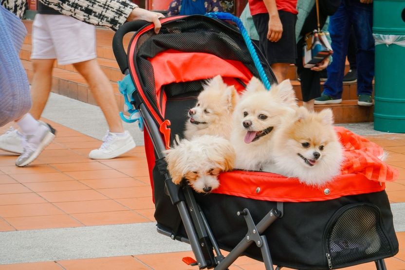 ‘개모차’ 판매가 유모차 판매 앞지른 한국…WSJ, “대통령도 아이 없이 개·고양이 키워” 기사 관련이미지