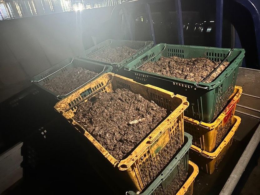 찌꺼기 300㎏ 통째로 바다에… 무허가 멸치젓 업자 바다 투기 딱 걸렸다 기사 관련이미지