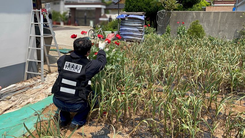 예뻐서 심었지만…양귀비 재배, 허가 없으면 최대 징역 5년입니다 기사 관련이미지