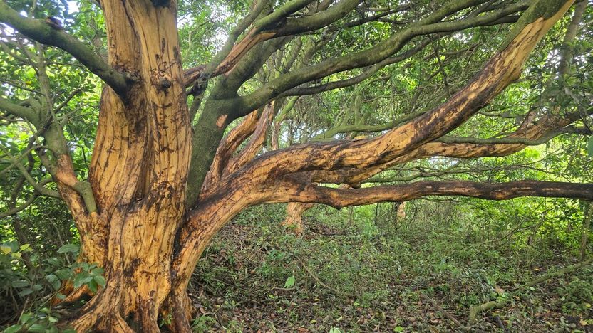 '약재' 노리고 100년 자란 후박나무 껍질 벗겼다…징역 10년도 가능 기사 관련이미지