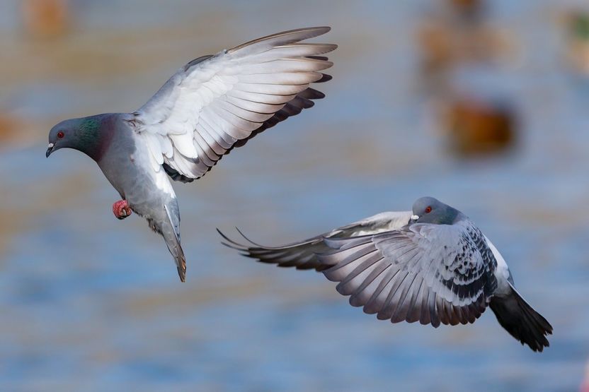 광화문 광장에서 비둘기에게 빵 한 조각…‘과태료 20만원’ 날아온다 기사 관련이미지