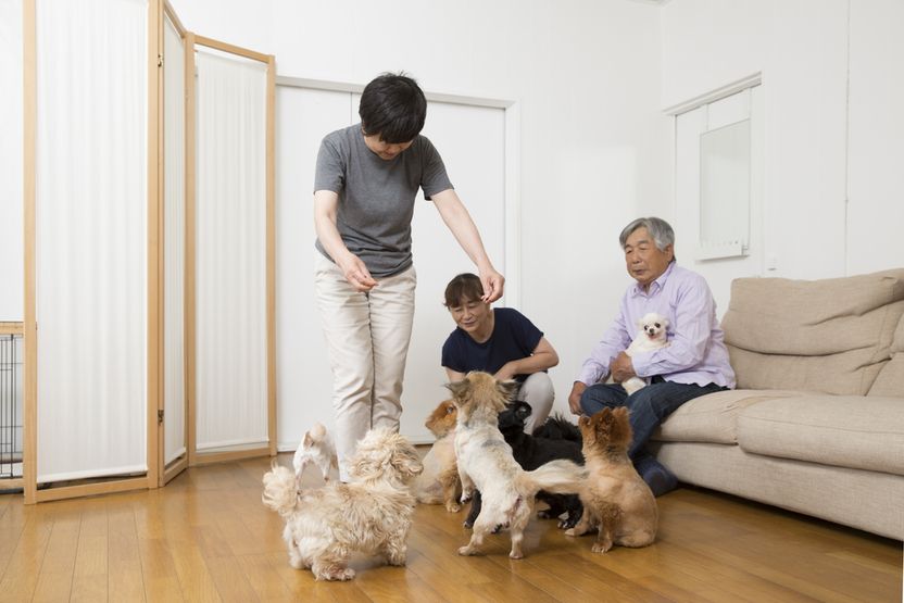 반려견 때문에 손상된 임대 아파트의 손해배상, 어디까지 가능하지? 기사 관련이미지