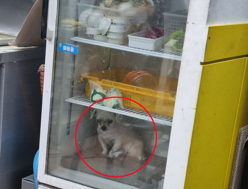 피자 가게 냉장고에 강아지 넣은 주인, 동물학대보다 '이 법'이 더 무섭다 기사 관련이미지