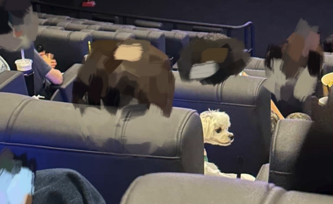 영화관 '강아지 관객' 논란, 법적 쟁점은? 해결책은 '두 가지' 기사 관련이미지