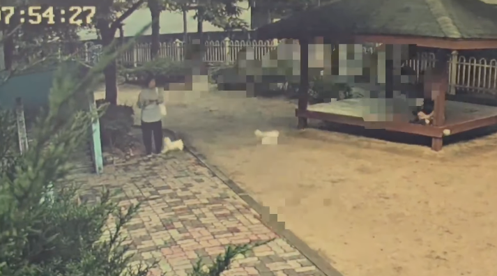 "우리 개가 물었냐" 적반하장 견주…억울한 개물림 사고, 민사로 되갚는 법 기사 관련이미지