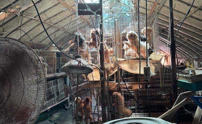 지옥 같던 58마리, 비닐하우스서 구출...무허가 사육시설 실태 드러났다 기사 관련이미지