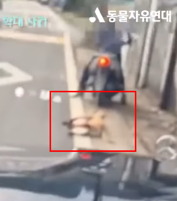 오토바이로 3km 끌려간 개 '체구가 커서'라는 변명, 법원은 어떻게 판단할까? 기사 관련이미지