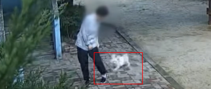 개물림 사고의 두 얼굴 '경미한 상처'에 가려진 70대 피해자의 눈물, 법적 구제는? 기사 관련이미지