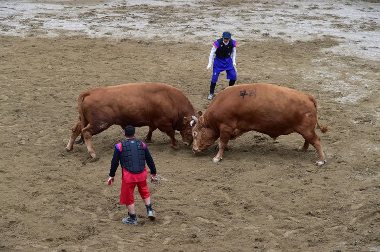 "동물 학대 vs 전통문화 계승" 해묵은 논쟁의 재점화 기사 관련이미지