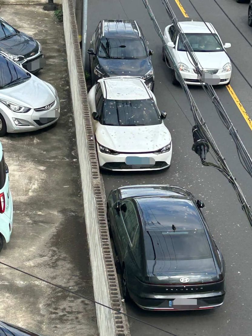 할머니의 비둘기 급식이 부른 새똥 재앙…차주들, 손해배상 책임 물을 수 있다 기사 관련이미지