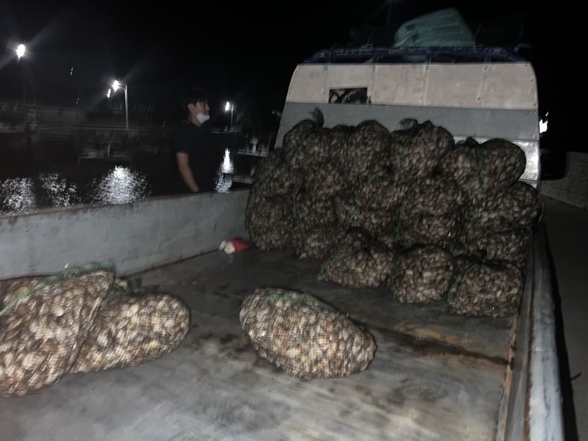 추석 앞 불법 바지락 채취 '징역' 가능성까지 거론되는 이유 기사 관련이미지