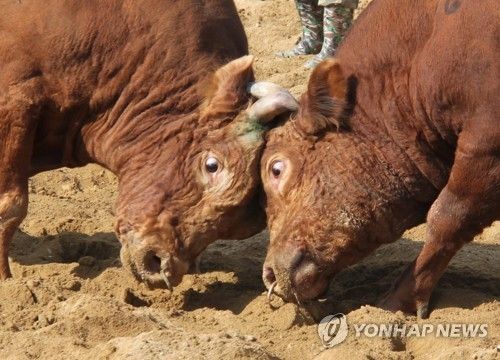 "동물학대 논란에도 '전통'에 발목" 소 힘겨루기, 계속될 수밖에 없는 '법적 딜레마' 기사 관련이미지