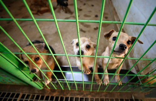 명절마다 1000마리씩 버려지는 반려동물…300만원 벌금에 전과자 됩니다 기사 관련이미지
