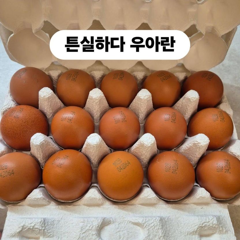 1만 5천원 받은 이경실 '우아란', 실체는 난각번호 4번…위법 소지 살펴보니 기사 관련이미지