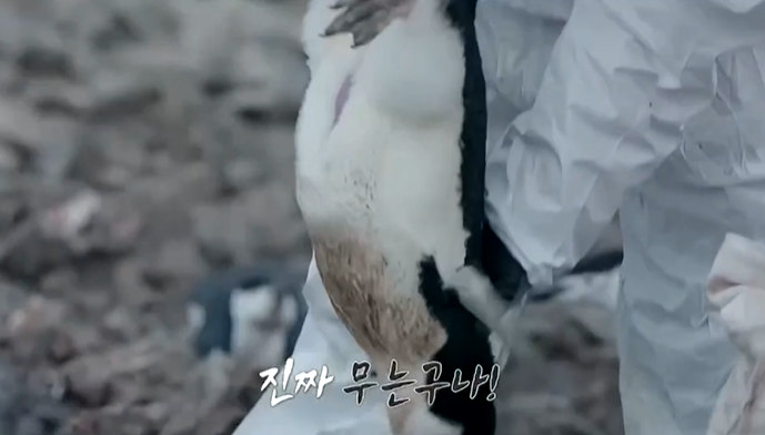 단순 실수인가 학대인가… 국제 기준 어긴 '남극의 셰프', 펭귄 핸들링의 결말 기사 관련이미지
