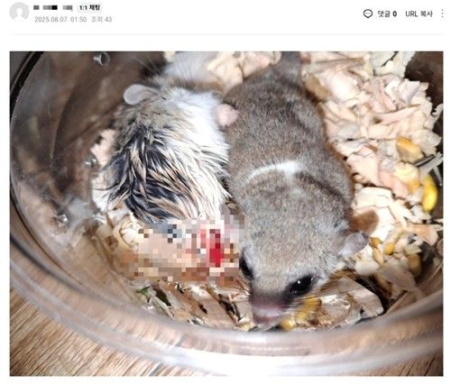 "나 좀 잡아가라" 경찰 비웃으며 햄스터 학대 생중계한 20대... 쓰레기봉투가 무덤? 기사 관련이미지