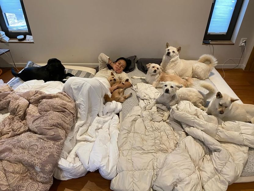 "개판이다" 이효리 반려견 일상에 쏟아진 악플… 고소하면 처벌받을까 기사 관련이미지