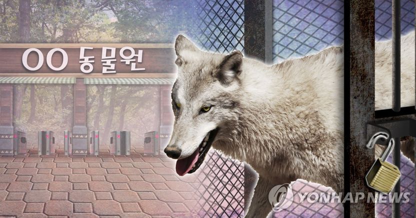 대전 오월드 새끼늑대 탈출…피해 발생 시 동물원 법적 책임은 기사 관련이미지