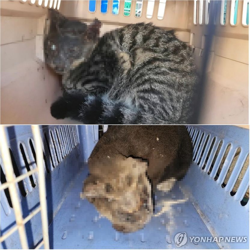 토치로 길고양이 얼굴 훼손한 70대 구속영장 신청…상습범 가중처벌 적용될까 기사 관련이미지