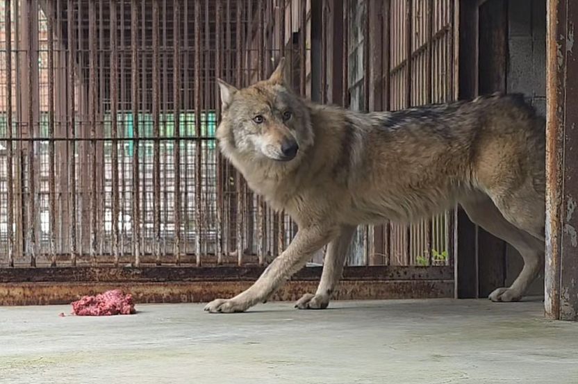 대전 오월드 늑대 탈출, 도시공사 자체 감사 가닥…'제 식구 감싸기' 논란 기사 관련이미지