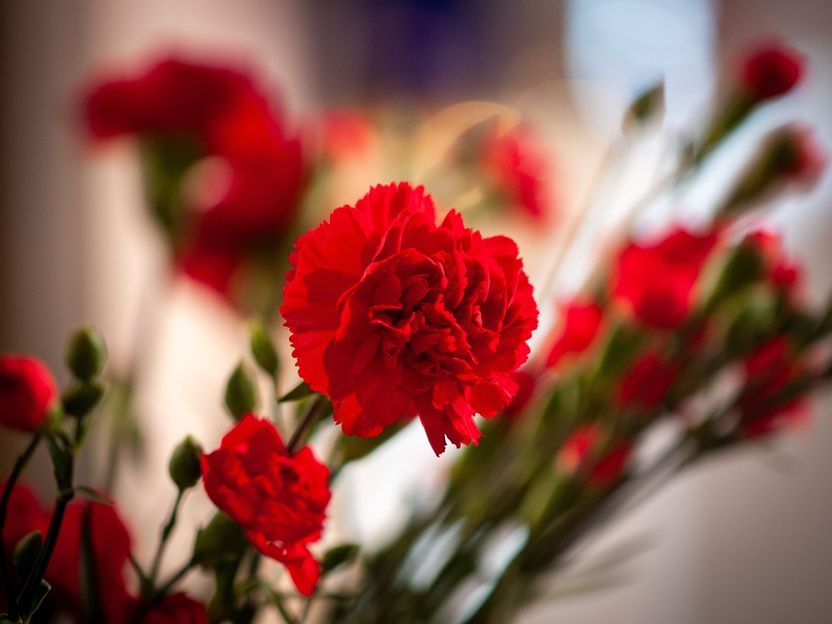 "꽃 담을 상자조차 없다" 중동 전쟁 나비효과에 벼랑 끝 내몰린 화훼농가 기사 관련이미지