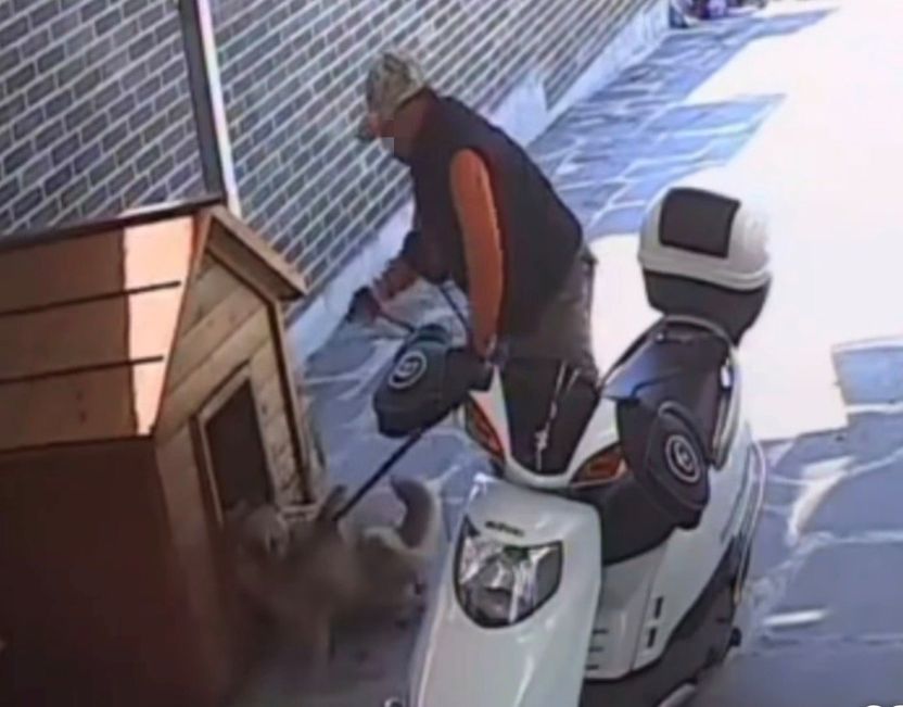 대소변 흘리며 끌려간 진돗개 '봉봉이'…개장수 잡혀도 결국 '물건 도둑'에 불과할까 기사 관련이미지