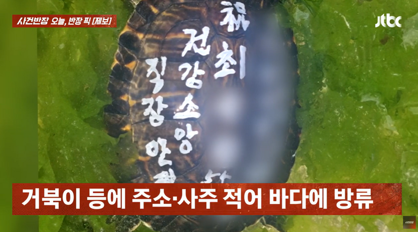 거북이 등딱지에 '건강·소망, 최OO 55세' 적어 방생… 소원 빌다 '형사처벌' 위기 기사 관련이미지