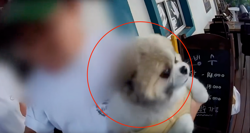 배달 라이더에게 "물어!"...반려견 들이민 카페 사장, 처벌 가능성은? 기사 관련이미지