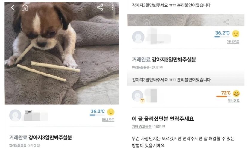 "3일만 봐달라" 강아지 맡기고 '계정 탈퇴'…악질 유기 수법 처벌될까? 기사 관련이미지