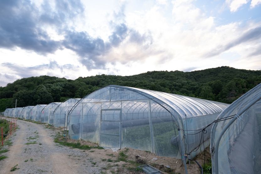 폭염경보 속 비닐하우스, '45분' 쉬어야 할 곳에서 '20분'만 쉰 노동자의 죽음 기사 관련이미지