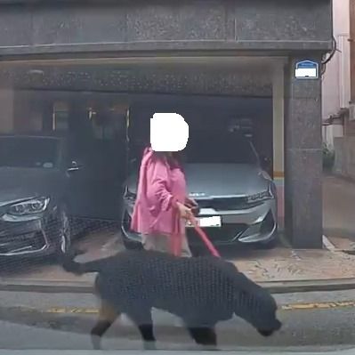 어린이집 앞 입마개 없이 나타난 로트와일러…사진 찍어 신고하면 어떻게 될까 기사 관련이미지
